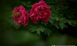 521寓意代表什么意思 521寓意代表什么意思