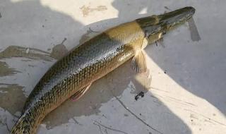 十大凶猛淡水鱼