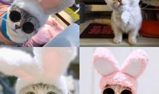 圣诞狗狗之圣诞小宝贝 圣诞狗狗之圣诞小宝贝